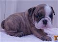 English Bulldog